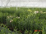 [test greenhouse 3.JPG]